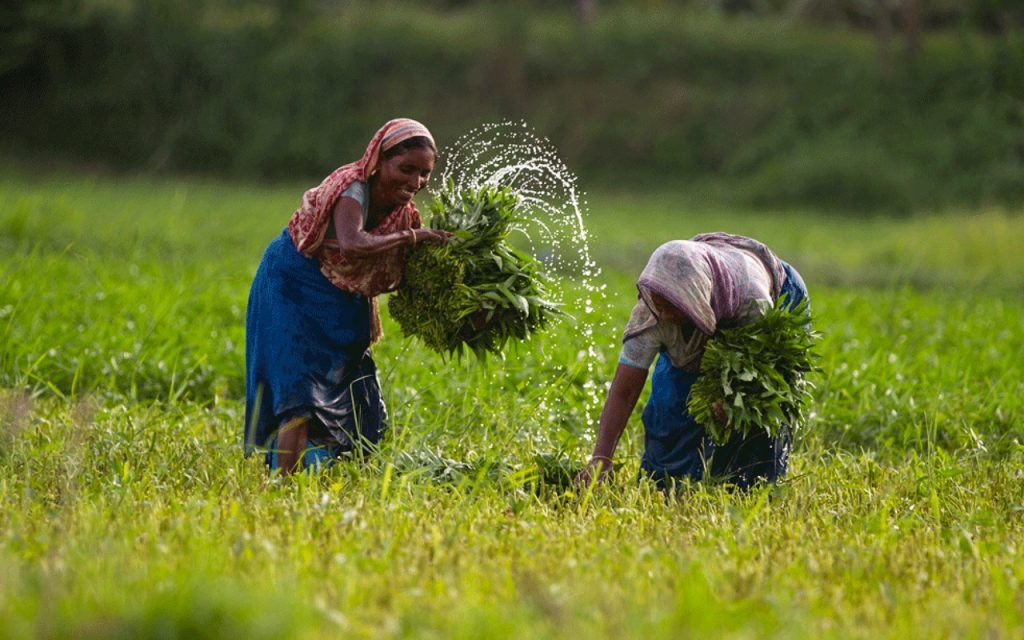 Bangladesh Agriculture-theincap