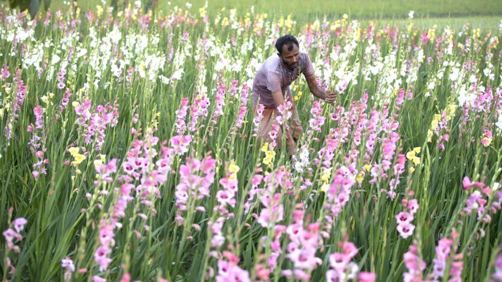 Misery or Pleasure for Flower Farmers?