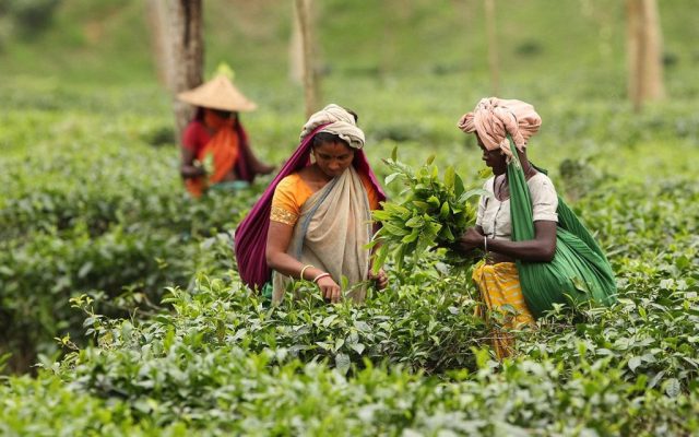 How Profitable Tea Cultivation Is!