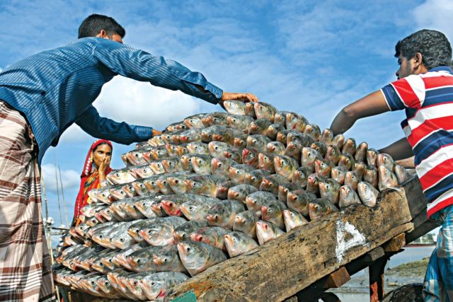 Bangladesh To Export Hilsa to India Ahead of Durga Puja
